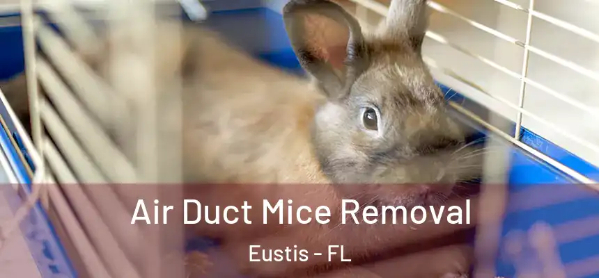Air Duct Mice Removal Eustis - FL